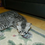 Ra - Egyptian Mau Silver Male DOB 9-13-13