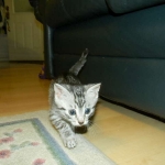 Ra - Egyptian Mau Silver Male DOB 9-13-13