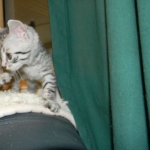 Ra - Egyptian Mau Silver Male DOB 9-13-13