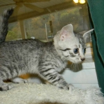 Ra - Egyptian Mau Silver Male DOB 9-13-13