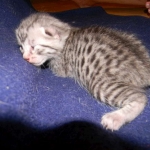 Ra - Egyptian Mau Silver Male DOB 9-13-13