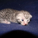 Ra - Egyptian Mau Silver Male DOB 9-13-13