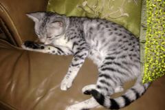 Silkie - Egyptian Mau Silver Female Darker  DOB 9-13-13