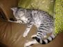Silkie - Egyptian Mau Silver Female Darker  DOB 9-13-13