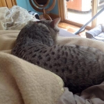 Silkie, egyptian mau, silver female dob 9-13-13