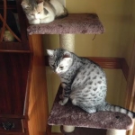 Silkie, Egyptian Mau, Siler female and Calico friend.jpg