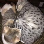 Silkie, egyptian mau and friend.jpg
