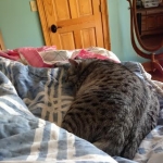 Silkie, egyptian mau, silver female dob 9-13-13.jpg