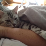 Silkie, egyptian mau, silver female dob 9-13-13