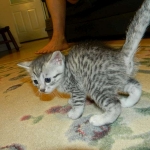 Silkie Silver Egyptian Mau Female DOB 9-13-13