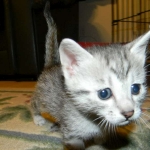 Silkie Silver Egyptian Mau Female DOB 9-13-13
