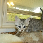 Silkie Silver Egyptian Mau Female DOB 9-13-13