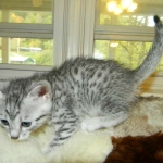 Silkie Silver Egyptian Mau Female DOB 9-13-13
