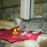 Silkie Silver Egyptian Mau Female DOB 9-13-13