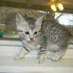 Silkie Silver Egyptian Mau Female DOB 9-13-13