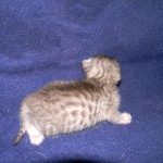 Silkie Silver Egyptian Mau Female DOB 9-13-13