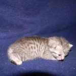 Silkie Silver Egyptian Mau Female DOB 9-13-13