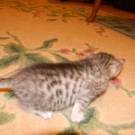 Silkie Silver Egyptian Mau Female DOB 9-13-13