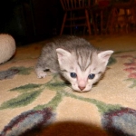 Silkie Silver Egyptian Mau Female DOB 9-13-13