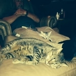 silkie-and-tom-sleep-thru-football