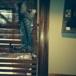 silkie-in-blinds