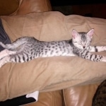Silkie, egyptian mau, silver female dob 9-13-13