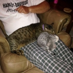 Silkie the Lap cat