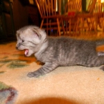 Egyptian Mau Smoke male DOB 9-13-13