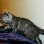 Egyptian Mau Smoke male DOB 9-13-13