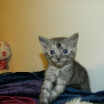 Egyptian Mau Smoke male DOB 9-13-13