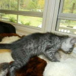 Egyptian Mau Smoke male DOB 9-13-13