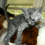 Egyptian Mau Smoke male DOB 9-13-13