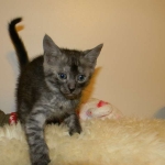 Egyptian Mau Smoke male DOB 9-13-13