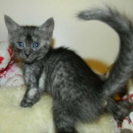 Egyptian Mau Smoke male DOB 9-13-13