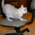 Twinkle Silver Egyptian Mau female DOB 9-13-13
