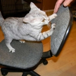 Twinkle Silver Egyptian Mau female DOB 9-13-13