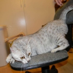 Twinkle Silver Egyptian Mau female DOB 9-13-13