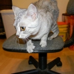 Twinkle Silver Egyptian Mau female DOB 9-13-13