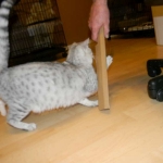 Twinkle Silver Egyptian Mau female DOB 9-13-13