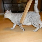 Twinkle Silver Egyptian Mau female DOB 9-13-13