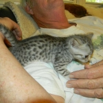 Twinkle Silver Egyptian Mau female DOB 9-13-13
