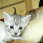 Twinkle Silver Egyptian Mau female DOB 9-13-13