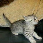 Twinkle Silver Egyptian Mau female DOB 9-13-13