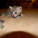 Twinkle Silver Egyptian Mau female DOB 9-13-13