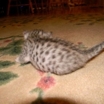 Twinkle Silver Egyptian Mau female DOB 9-13-13
