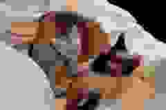 Geisha - Egyptain Mau Silver