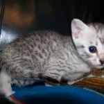 Geisha Silver Mau Born 8/7/08