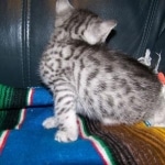 Geisha Silver Maus Born 8/7/08