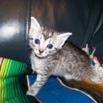 Geisha Silver Mau Born 8/7/08