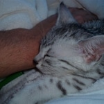 Geisha Silver Mau Born 8/7/08